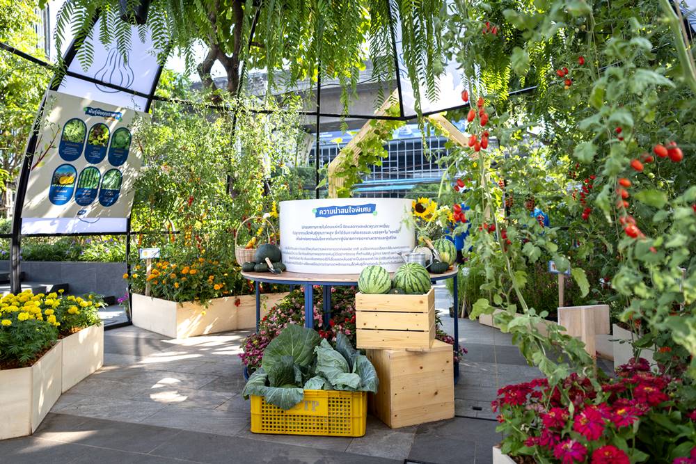 เมล็ดพันธุ์เจียไต๋ ผักซองอีซี่ 