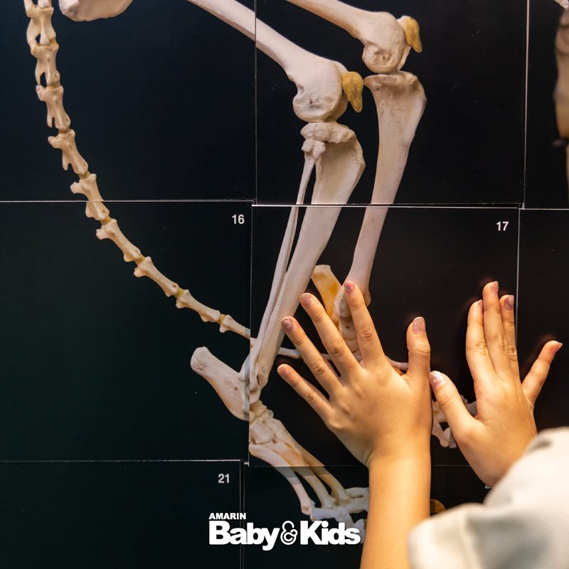Amarinbaby And Kids Fair Midyear 2026 - ห้องเรียนนักอนุรักษ์สัตว์ป่า Amarinbaby And Kids Fair Midyear 2026 - ห้องเรียนนักอนุรักษ์สัตว์ป่า