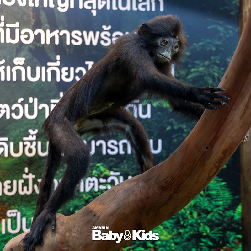 Amarinbaby And Kids Fair Midyear 2026 - ห้องเรียนธรรมชาติ ผจญัยในป่าดิบชื่น Amarinbaby And Kids Fair Midyear 2026 - ห้องเรียนธรรมชาติ ผจญัยในป่าดิบชื่น